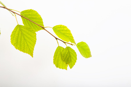 Birch Treeの写真素材