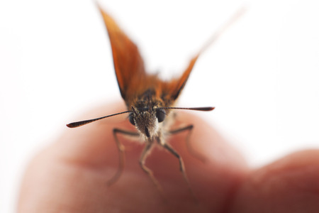 Butterfly on fingerの写真素材