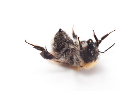 Bumblebeeの写真素材