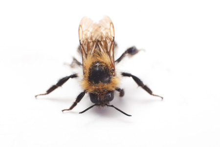 Bumblebeeの写真素材
