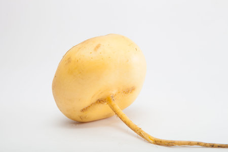 Turnip