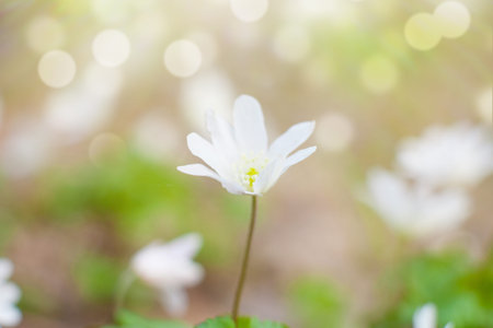 Spring flowers