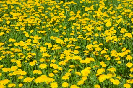 Spring Dandelion Weedsの写真素材