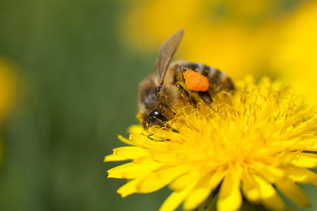 Bee collecting nectar from a dandelion