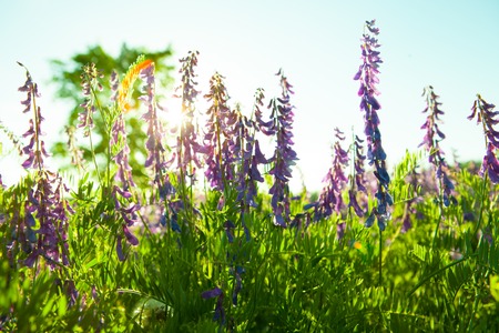 Purple flowerの写真素材
