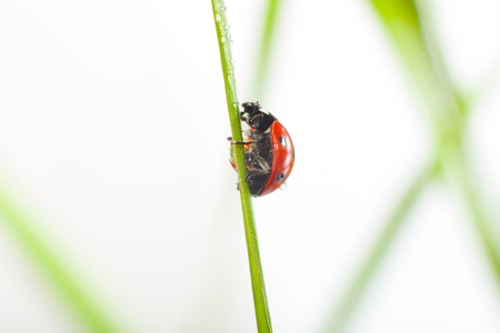 Ladybirdの写真素材