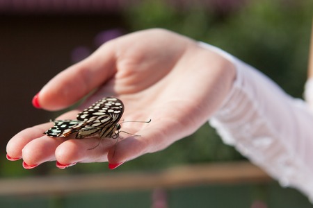 Hand of a bride with a butteflyの写真素材