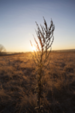 de-focused nature backroundの写真素材