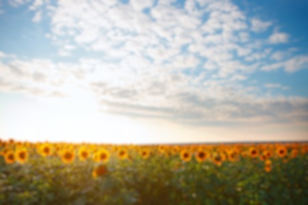 de-focused nature backroundの写真素材