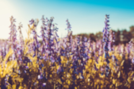 de-focused nature backroundの写真素材