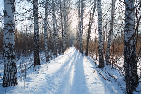 ski runの写真素材