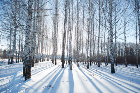 birch in winterの写真素材