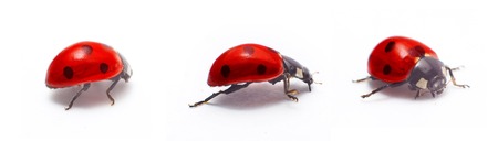 ladybug isolatedの写真素材