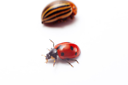 ladybug isolatedの写真素材