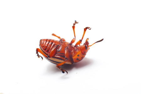 Colorado beetle isolated.の写真素材