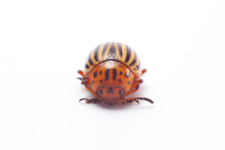 Colorado beetle isolated.