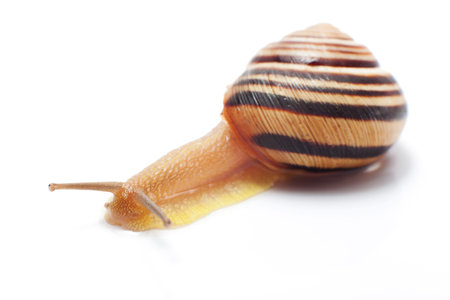 snail isolatedの写真素材