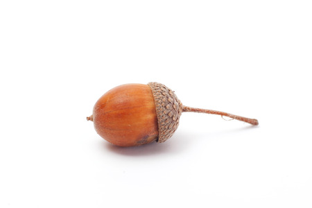 acorn isolatedの写真素材