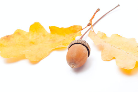 acorn isolated