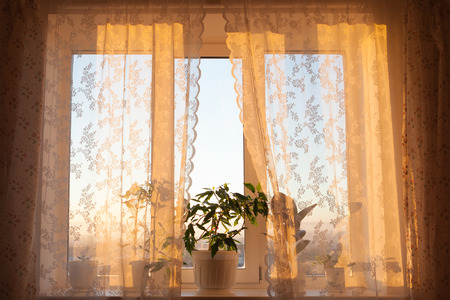 window in the windの写真素材