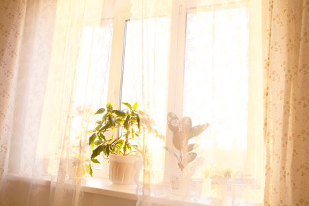 Green plant in a modern home