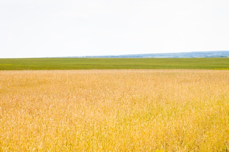 Wheatの写真素材