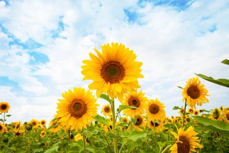 Field of sunflowersの写真素材
