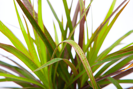 Spathiphyllum, white backgroundの写真素材