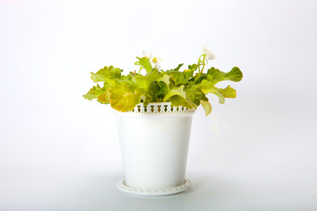 Spathiphyllum, white backgroundの写真素材