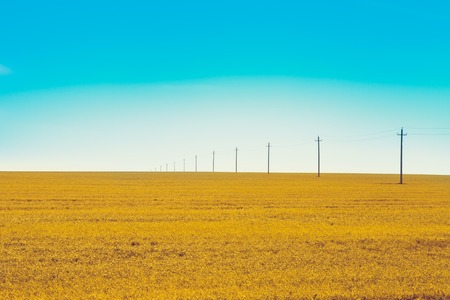 Yellow Fieldの写真素材