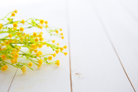 Spring Blossom flowers over clear wood background.の写真素材