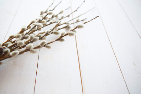 Pussy willow bunch over wooden table background with copy space