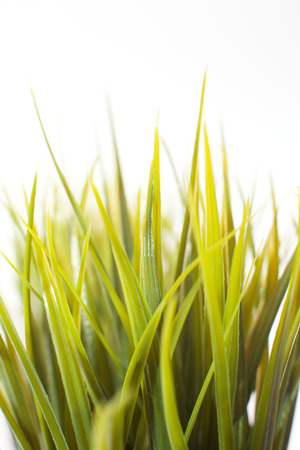 Grass on Whiteの写真素材
