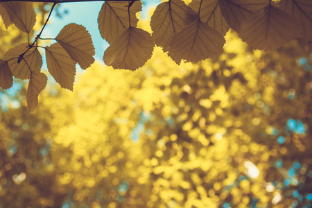 yellow autumn leavesの写真素材