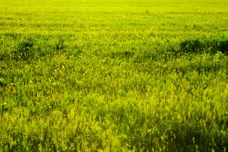 A patch of green field good for background, texture, copyspace.の写真素材