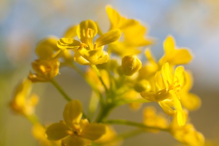 Cowslip in bloomの写真素材