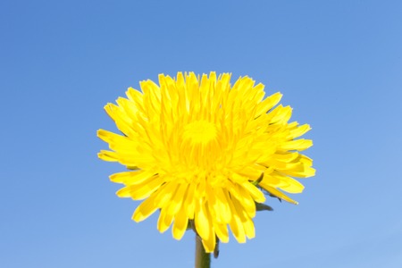 Dandelionの写真素材