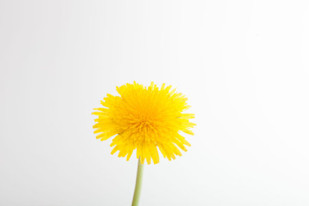 Beautiful dandelion isolated on white