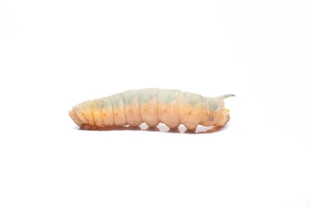 death's head hawkmoth caterpillarの写真素材