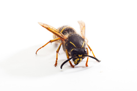 wasp on whiteの写真素材