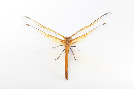 Dragonflyの写真素材