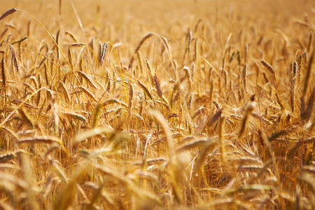 Wheat fieldの写真素材