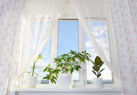 window and curtain with plants in the roomの写真素材