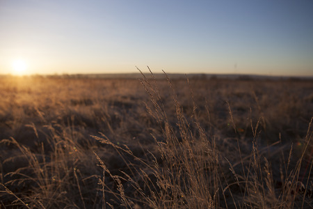 Summer landscape - wheat field at sunsetの写真素材