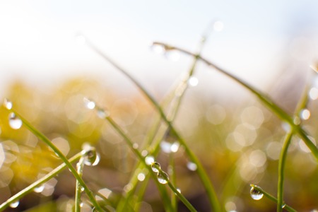 green grass with water dropsの写真素材