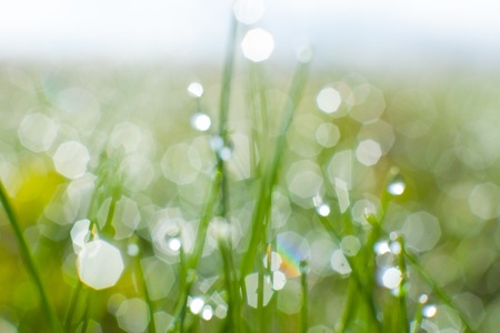 Fresh spring grass backgroundの写真素材