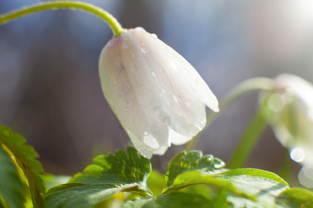 Snow Drop flowerの写真素材