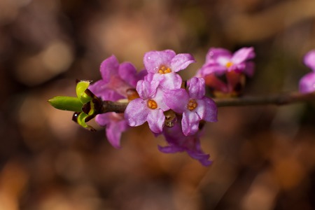 Flower of Springの写真素材