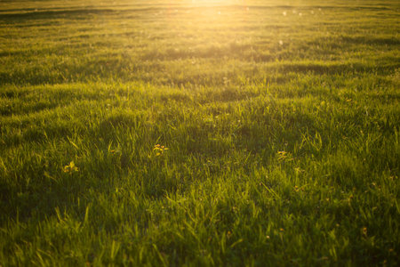 Fresh spring grass background