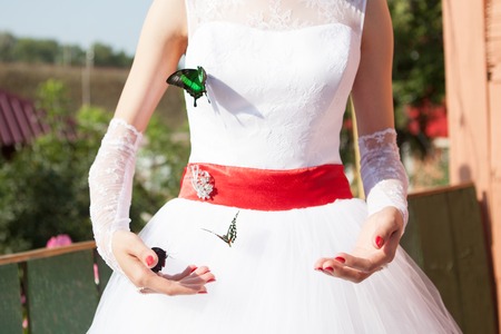 Wedding and butterflyの写真素材